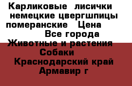 Карликовые “лисички“  немецкие цвергшпицы/померанские › Цена ­ 35 000 - Все города Животные и растения » Собаки   . Краснодарский край,Армавир г.